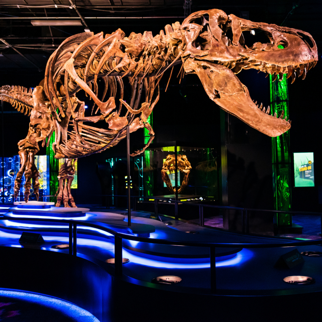 Roarsome T. Rex arrives at Melbourne Museum | Creative Victoria