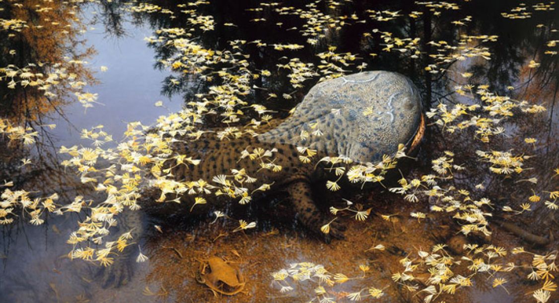 illustration of an animal half in the water